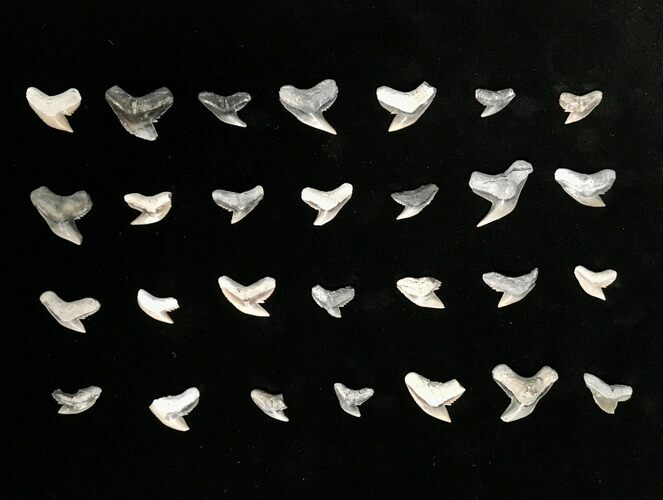 Clearance Lot: Fossil Tiger Shark (Galeocerdo) Teeth - Pieces #215316